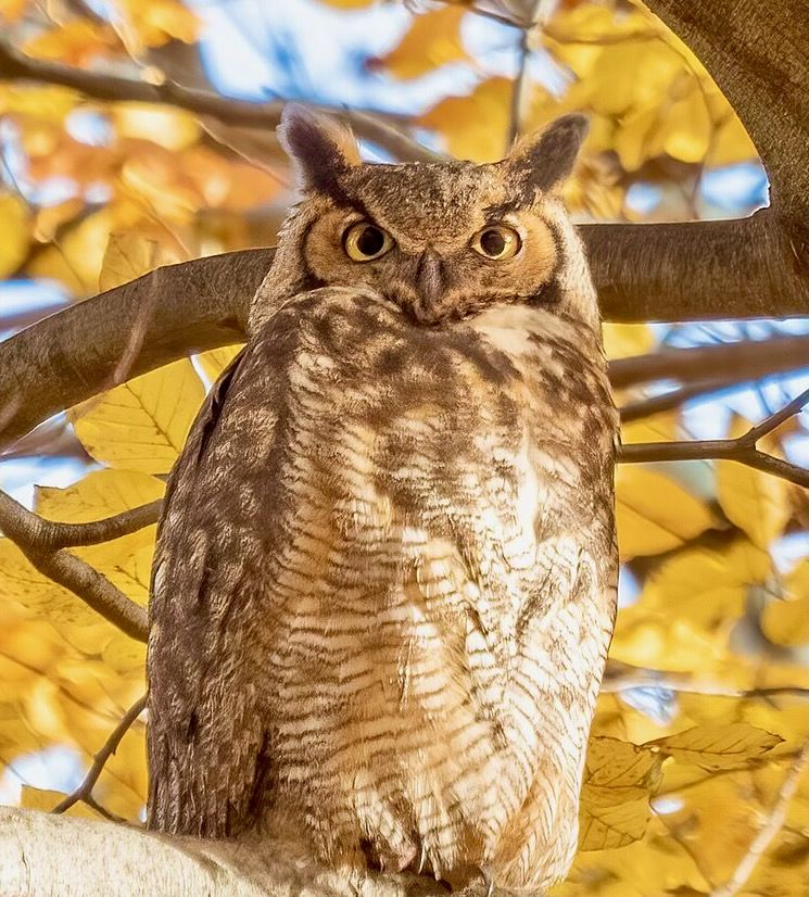 Great Horned Owl by Rhododendrites is licensed under CC BY-SA 4.0.